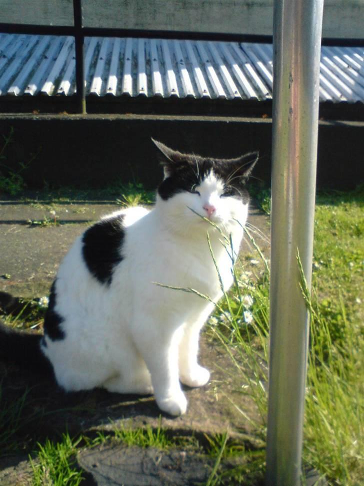 Blanding af racer Rosa FR <3 - Rosa i haven. :) billede 8