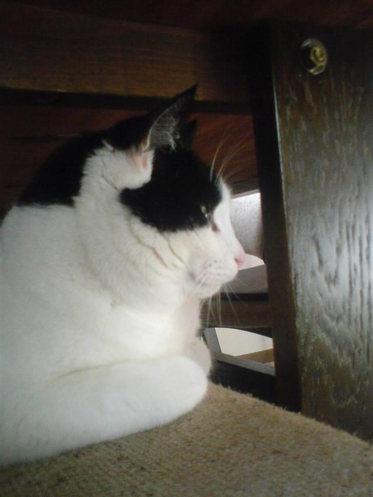 Blanding af racer Rosa FR <3 - I profil. billede 9