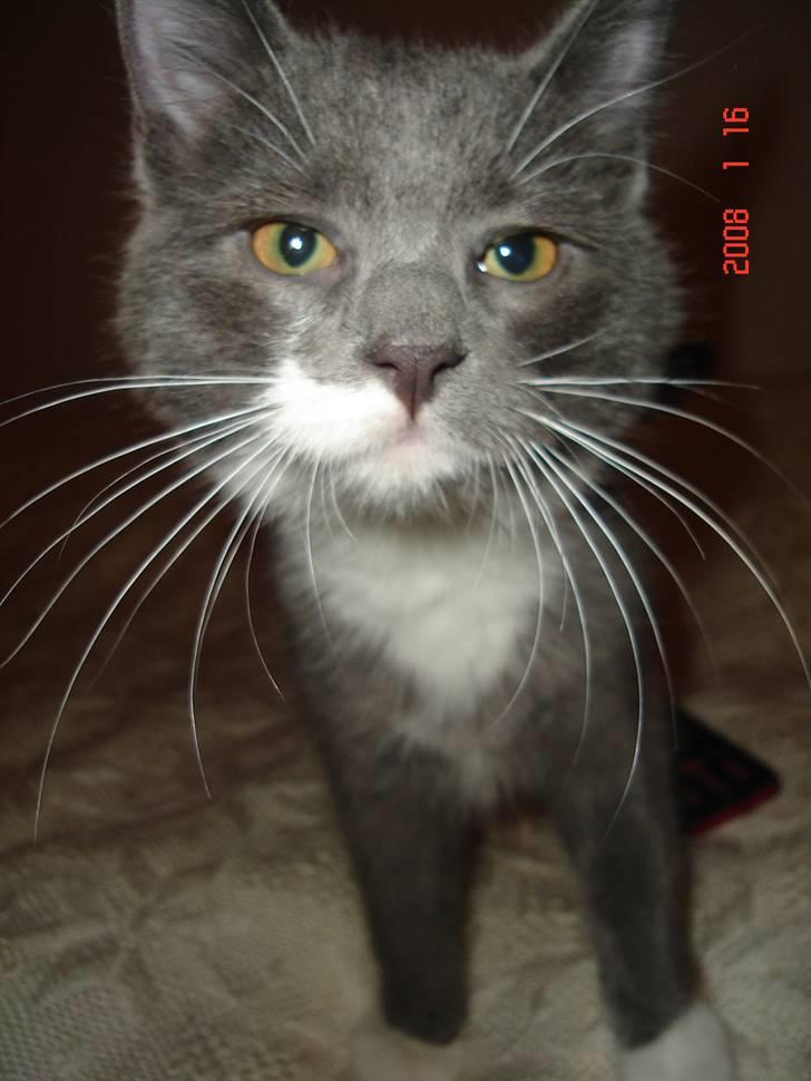 Blanding af racer Oliver billede 1