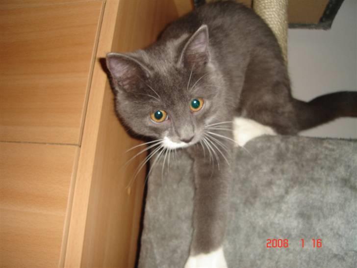 Blanding af racer Oliver billede 2