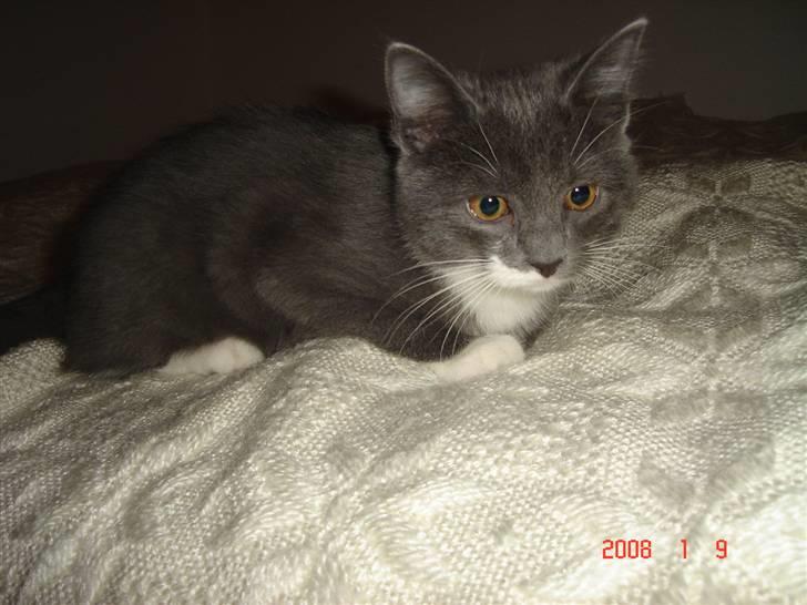 Blanding af racer Oliver billede 3