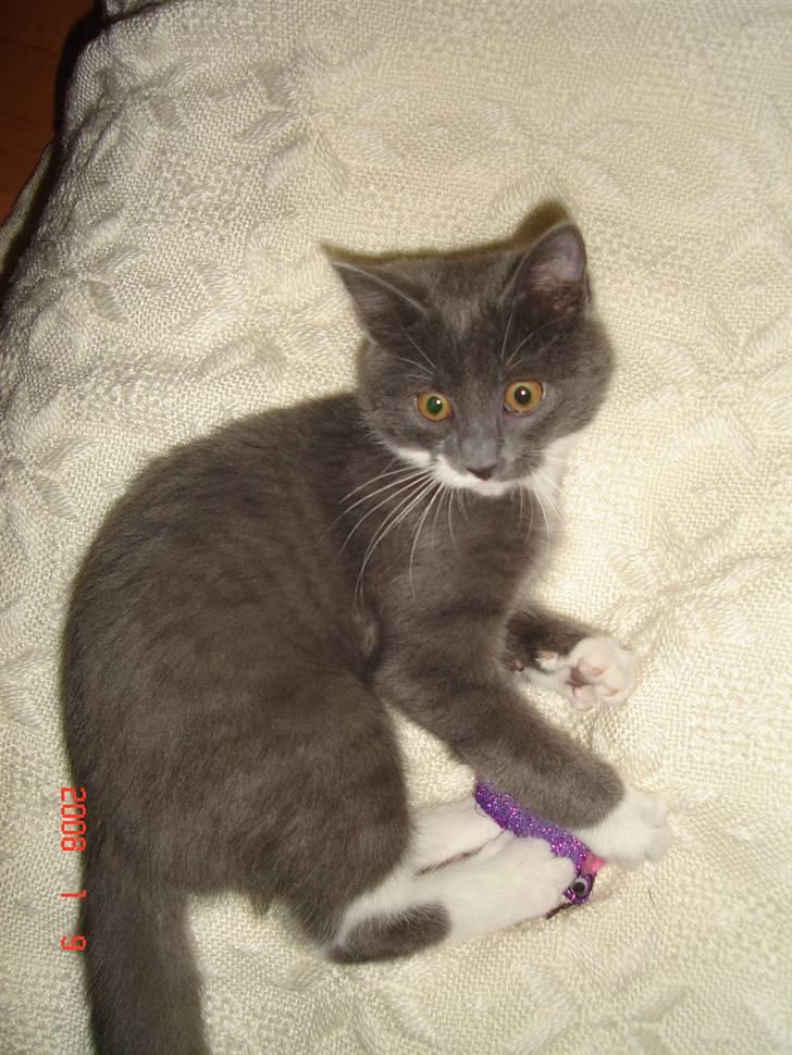 Blanding af racer Oliver billede 4