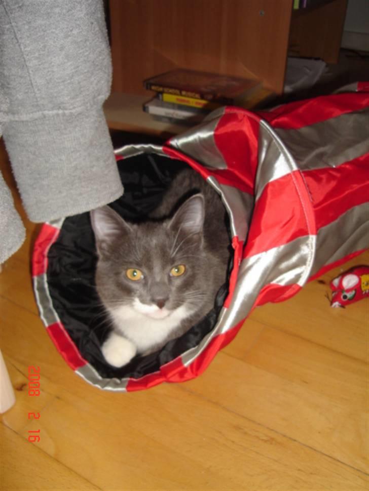 Blanding af racer Oliver billede 5