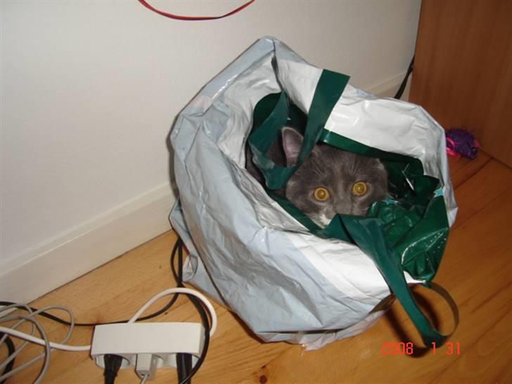 Blanding af racer Oliver billede 6