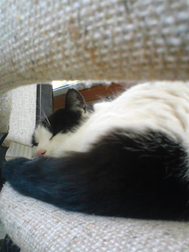 Blanding af racer Rosa FR <3 - En sovende Rosa. :) billede 10