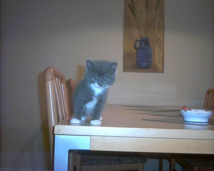 Blanding af racer Oliver - Da Oliver kun var få uger gammel. Jeg fik ham først da han var 12 uger. billede 7