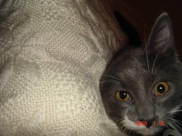 Blanding af racer Oliver billede 8