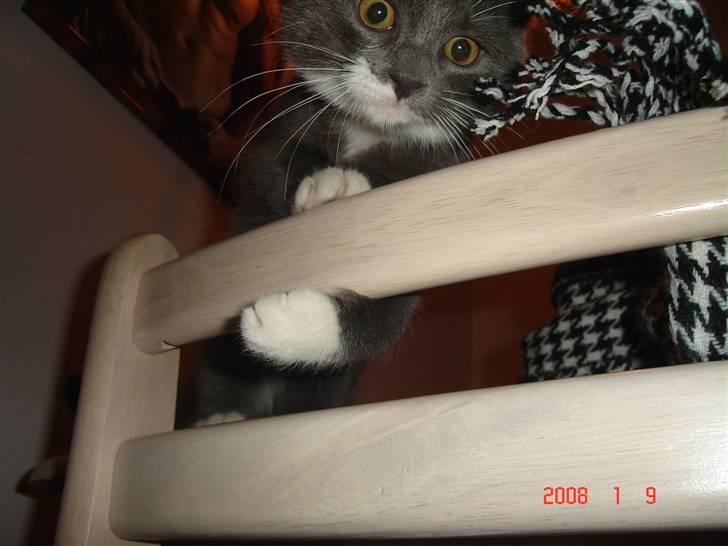 Blanding af racer Oliver billede 9