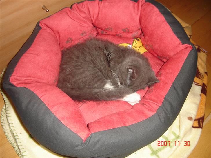 Blanding af racer Oliver billede 10