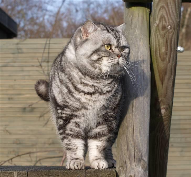 British Shorthair Loch-loyal Gucci - marts 08 billede 12
