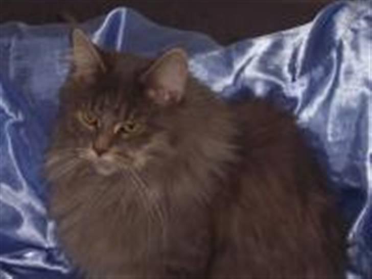 Maine Coon Ice Queen billede 1