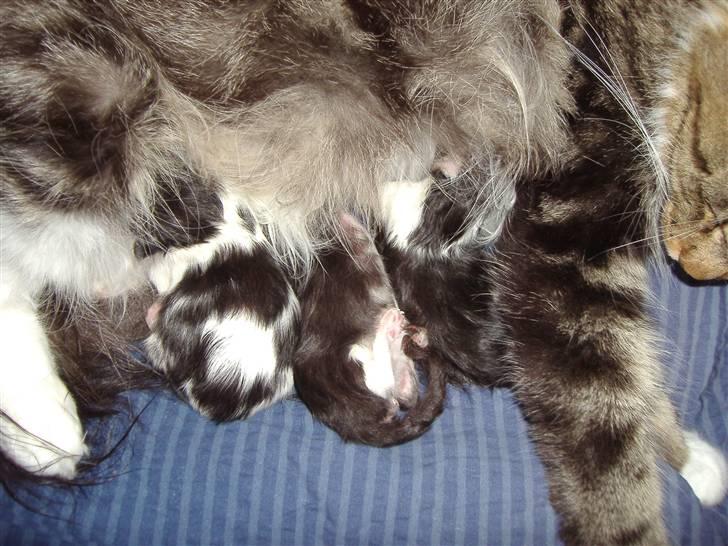 Maine Coon  Olmocabe's Chelonia    - Chelonia og Bandit´s små bøller. 16-3-08 billede 15