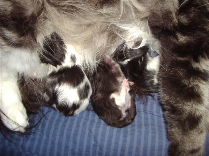 Maine Coon  Olmocabe's Chelonia    billede 16