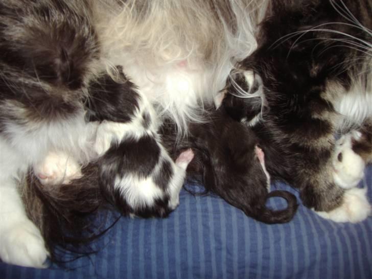 Maine Coon  Olmocabe's Chelonia    billede 17