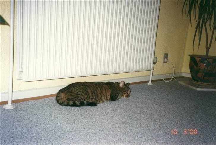 Huskat Mille R.I.P :'( - Der er dejligt varmt under radiatoren.  billede 14