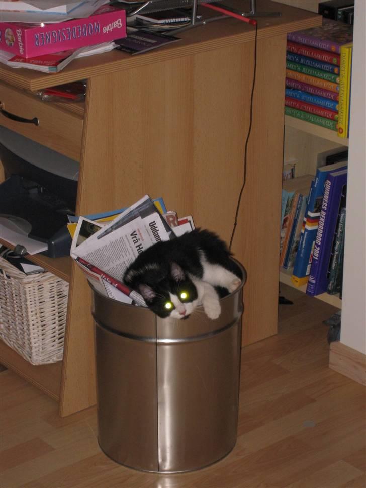 Huskat Mille billede 11