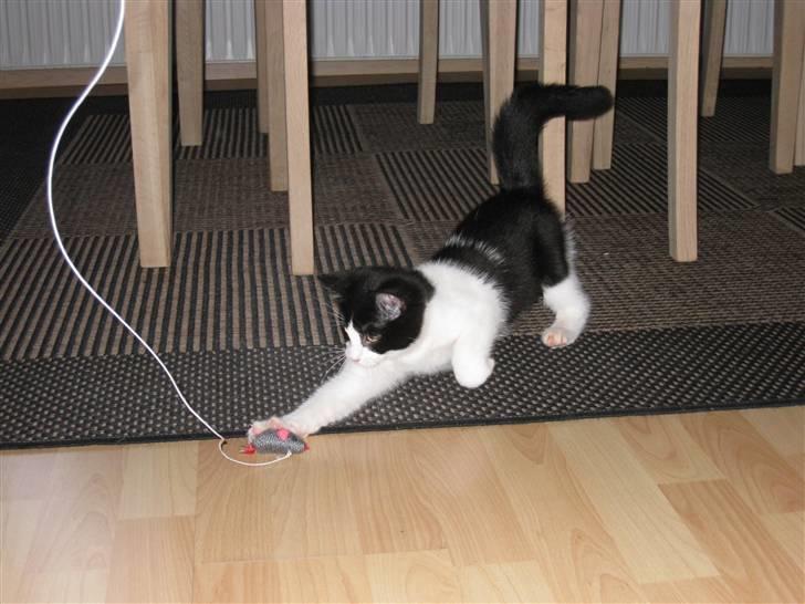 Huskat Mille billede 12