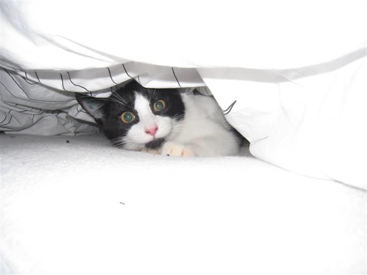 Huskat Mille billede 14