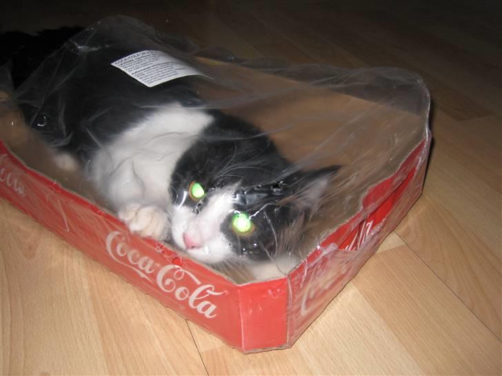 Huskat Mille billede 15