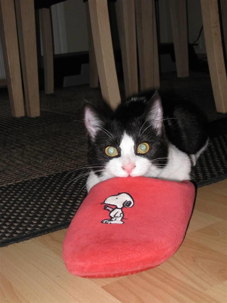 Huskat Mille billede 16