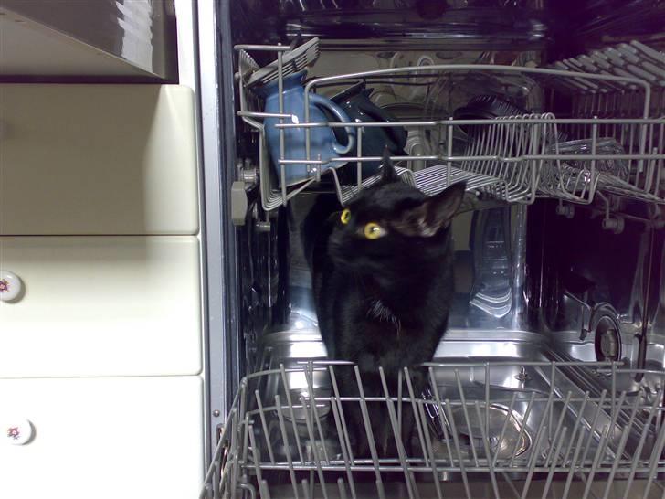 Huskat Cæsar billede 18