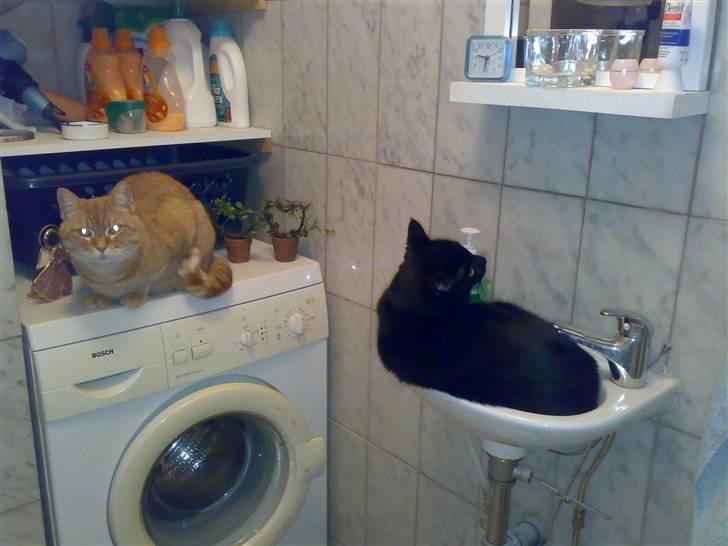 Huskat Cæsar billede 19