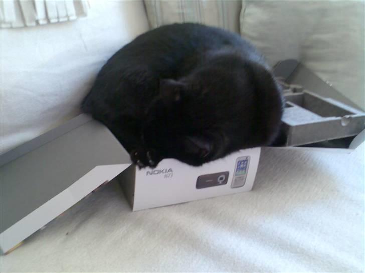 Huskat Cæsar - Cæsar fandt den mindste kasse og putte sig i .... billede 20