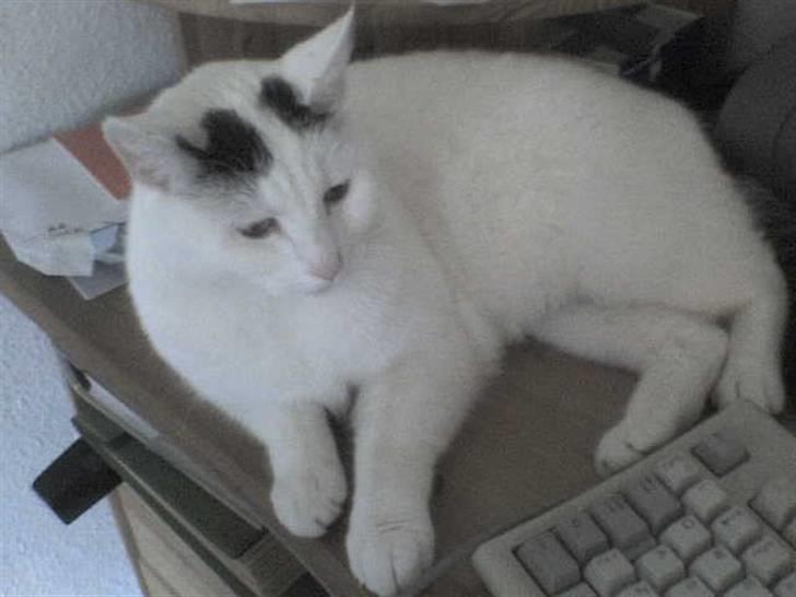 Huskat Zuma - må du godt det Zuma? :p billede 12