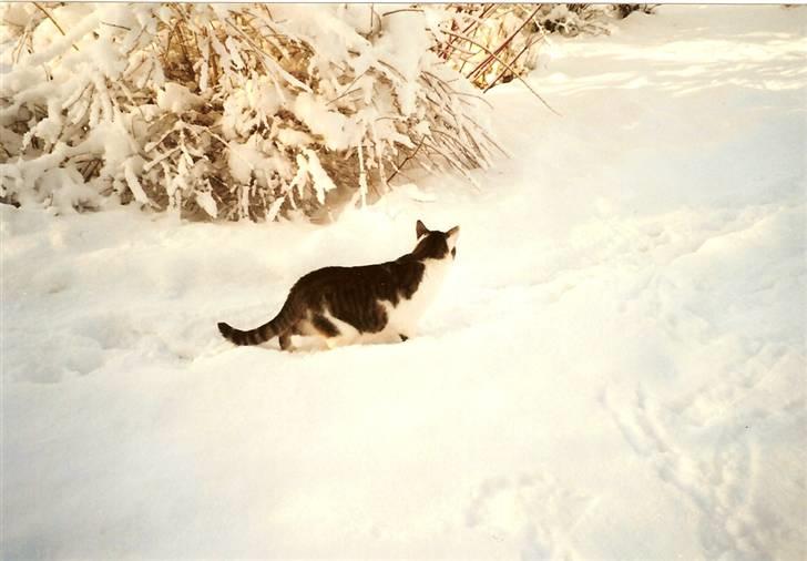 Huskat Mille  R.I.P billede 18