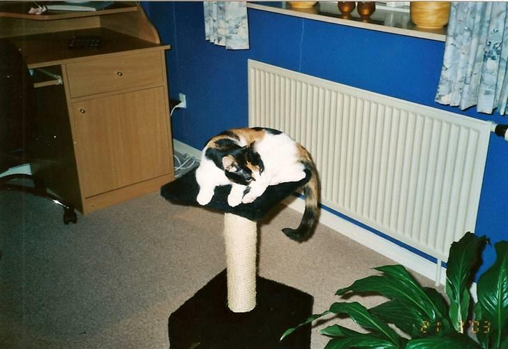 Huskat Frida billede 12