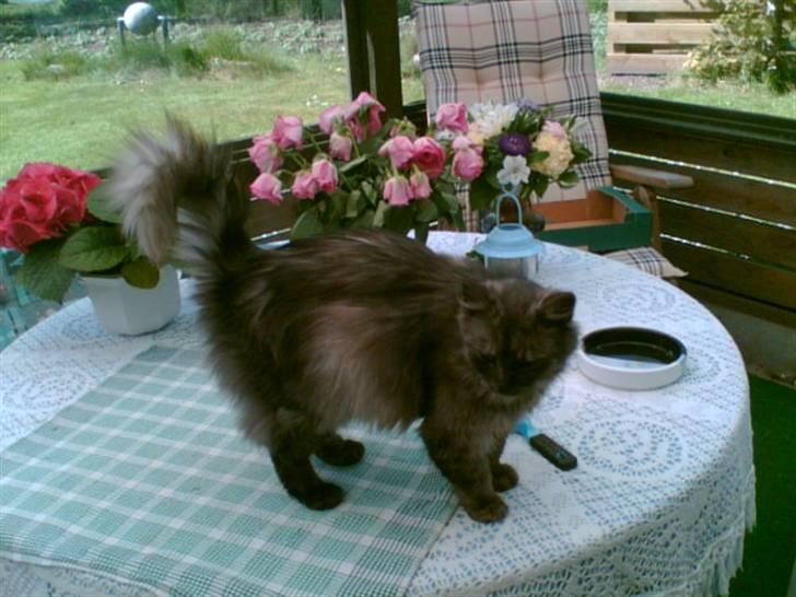 Blanding af racer Tulle;) billede 10