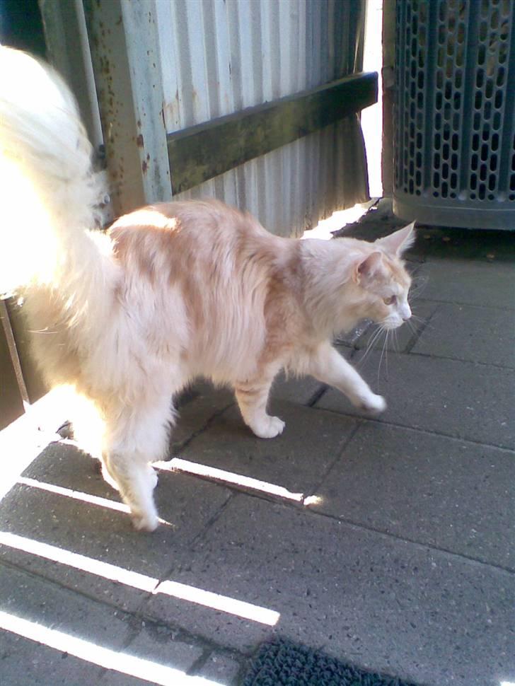 Maine Coon Pink Panter *R.I.P* billede 6