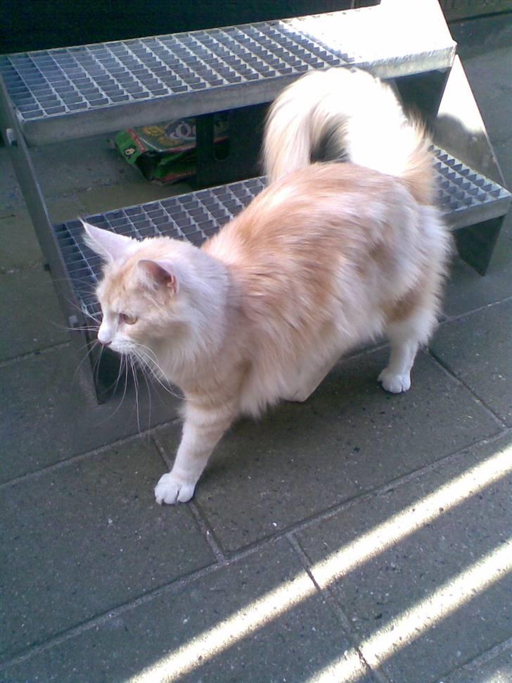 Maine Coon Pink Panter *R.I.P* billede 7