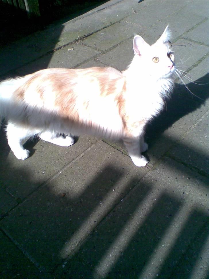 Maine Coon Pink Panter *R.I.P* billede 8