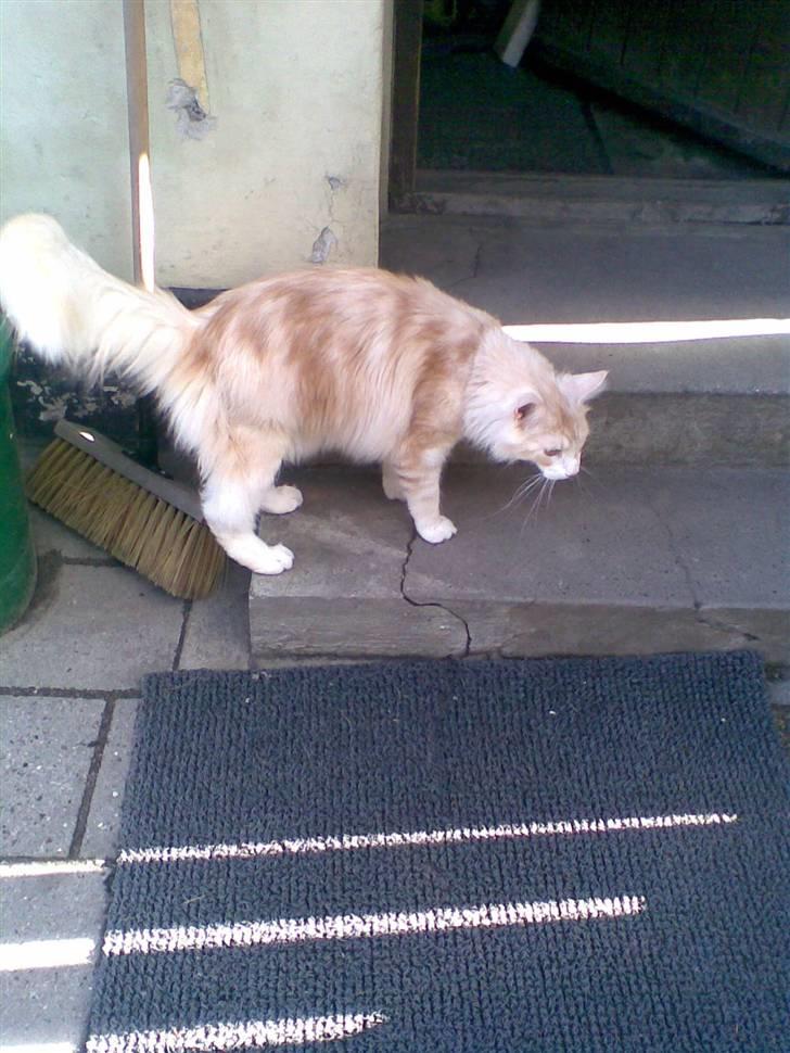 Maine Coon Pink Panter *R.I.P* billede 9