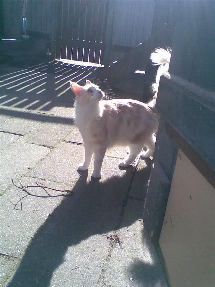 Maine Coon Pink Panter *R.I.P* billede 10