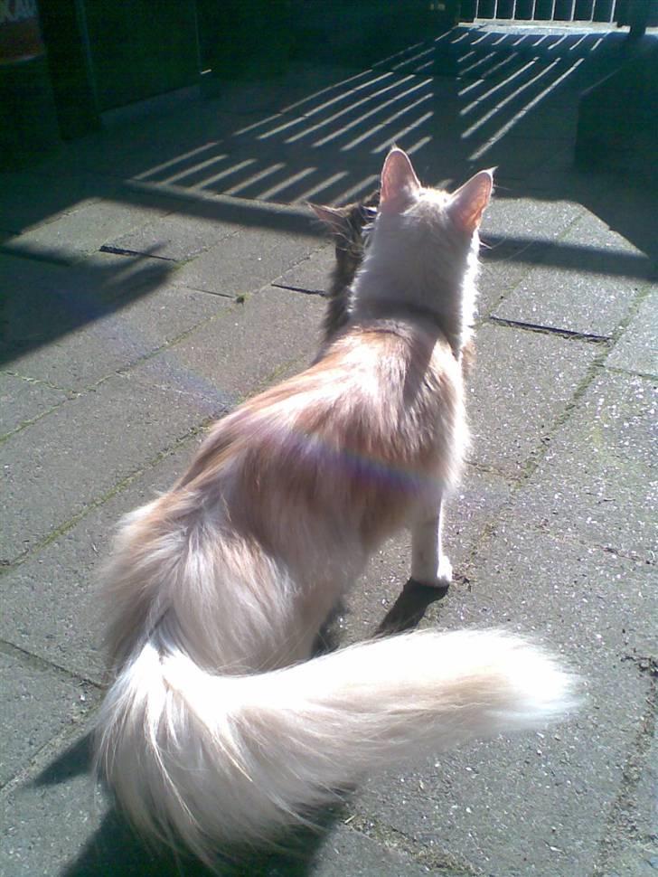 Maine Coon Pink Panter *R.I.P* billede 11