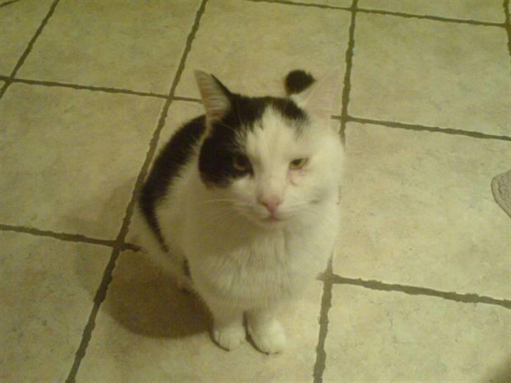 Huskat misser billede 16