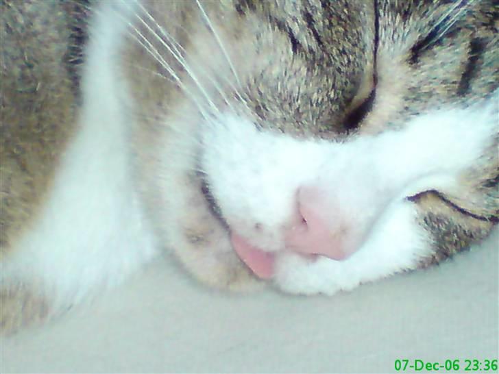 Huskat Willy - dumme mor lad være med at tage billeder når jeg sover...  ;0) billede 1