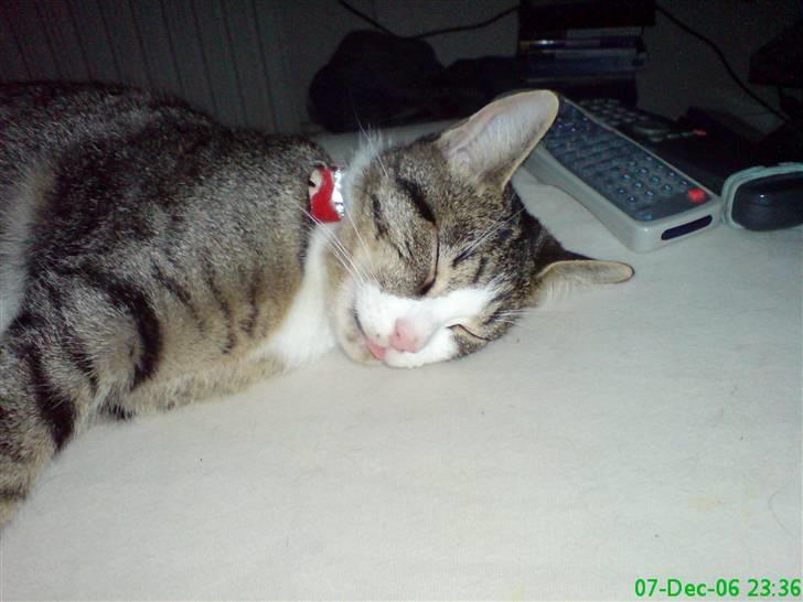 Huskat Willy billede 2