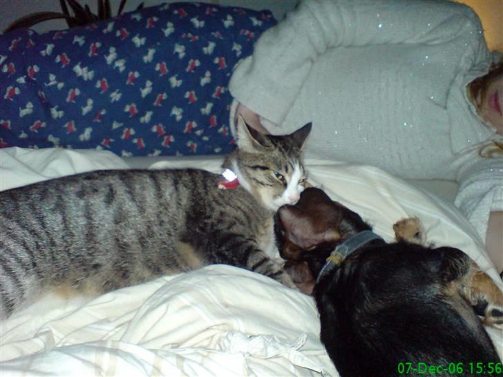 Huskat Willy billede 3