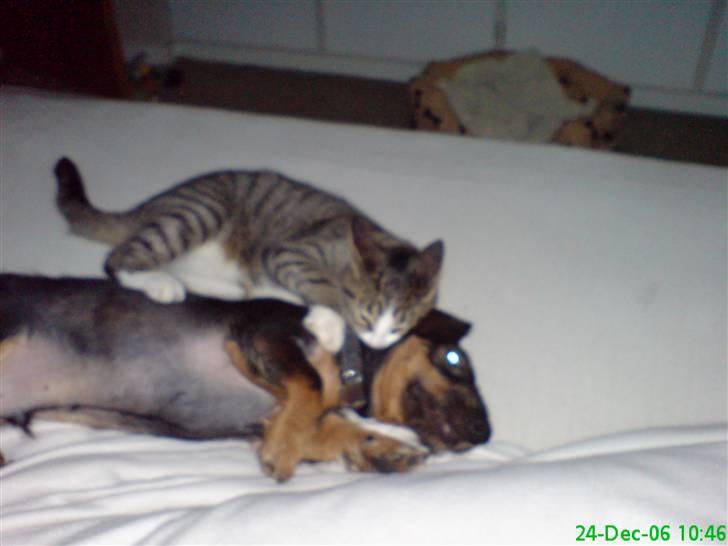 Huskat Willy - Her har vi fanget et af de sjældne øjeblikke hvor Willy driller Albert, det plejer at være omvendt.... billede 4