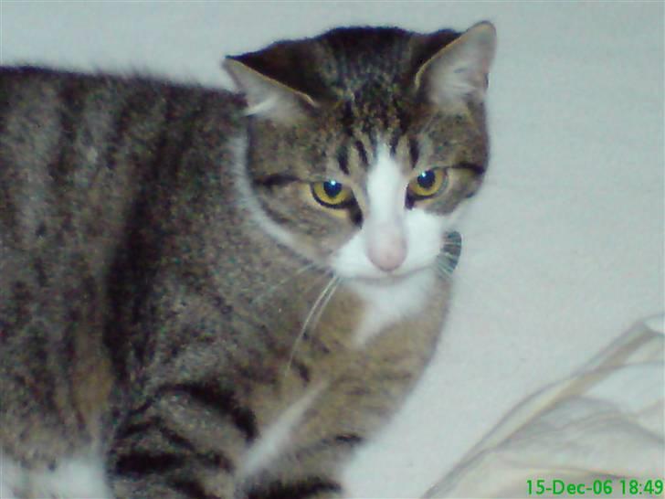 Huskat Willy billede 5