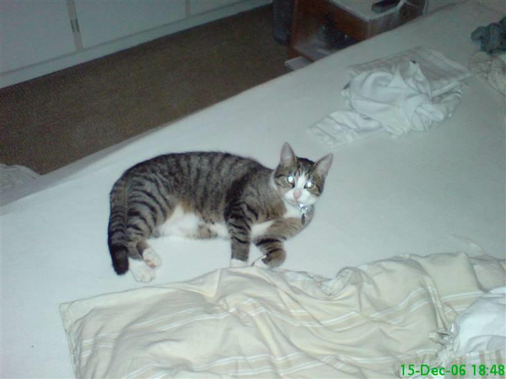 Huskat Willy billede 6