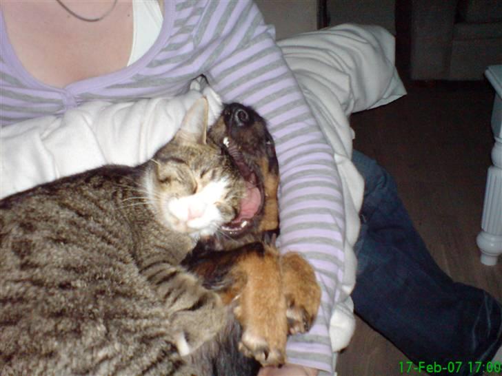 Huskat Willy - Er de ikke søde.... billede 7