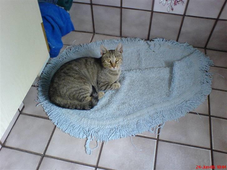 Huskat Willy - Willys mor... (store mis) billede 9