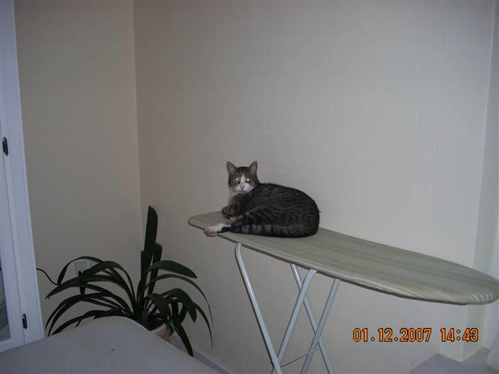 Huskat Willy - Willy har de mest mærklige steder at ligge... her er det strygebrættet der er blevet invaderet... ;0) billede 10