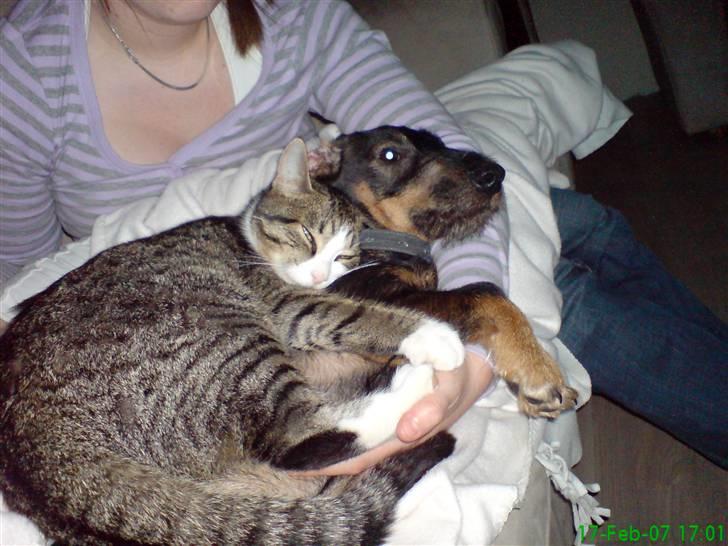 Huskat Willy - Willy elsker hans lillebro Albert... billede 11