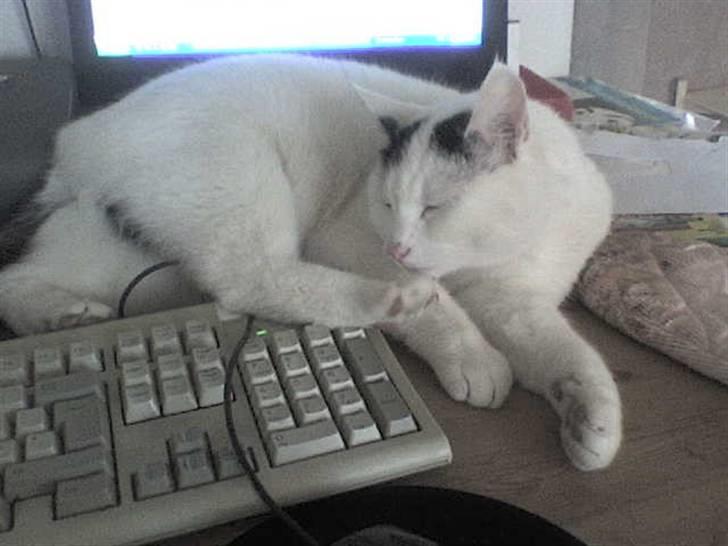 Huskat Zuma billede 14