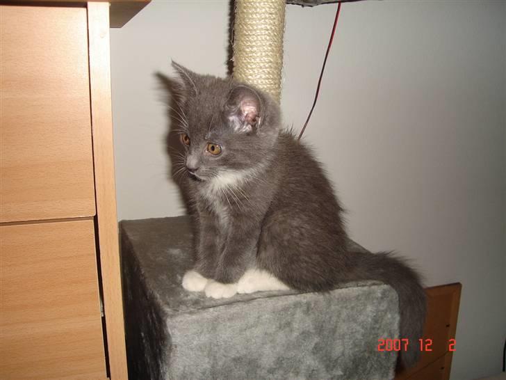 Blanding af racer Oliver - Dette billede blev taget kort tid efter han kom hjem til sin "mor" for første gang. billede 11